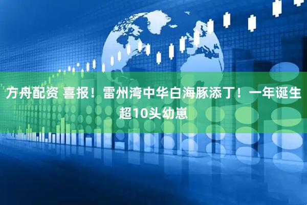 方舟配资 喜报！雷州湾中华白海豚添丁！一年诞生超10头幼崽
